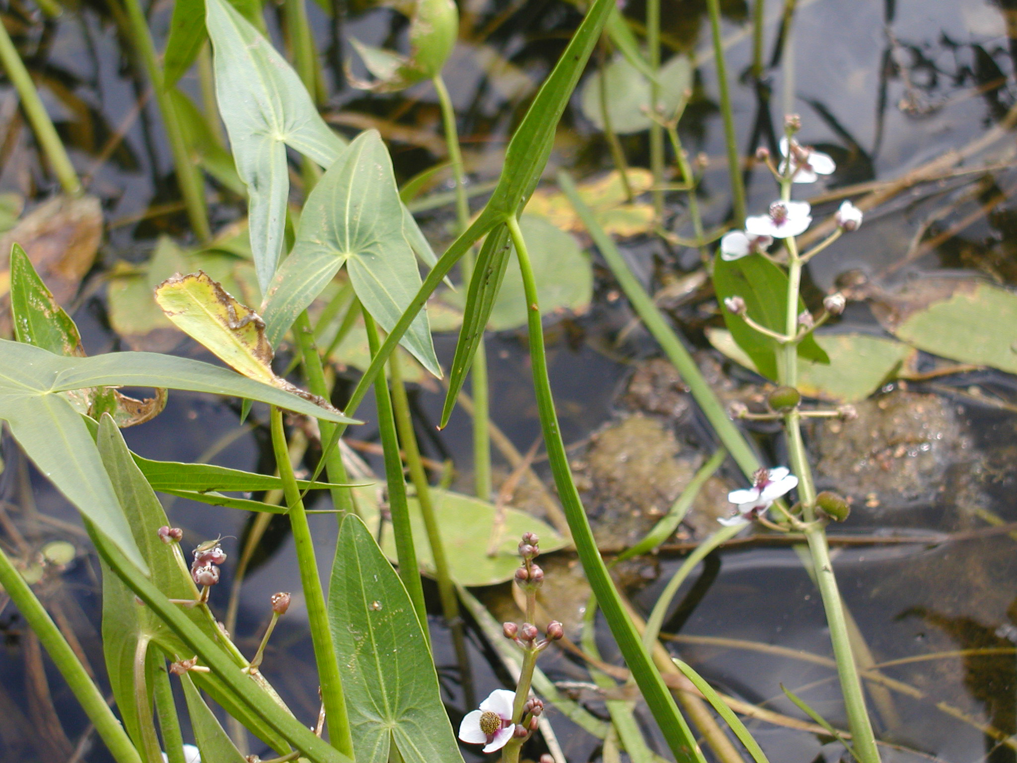سر نیزه ای
